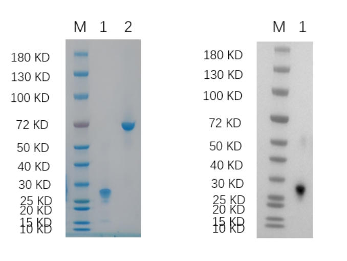 Reducing 4%-20% SDS-PAGE (CBB stained) and WB (Anti-His Mouse Monoclonal Antibody) analysis profiles of purified ASCL2.
1. ASCL2: 1 μg
2. BSA: 1 μg